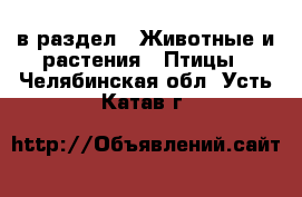  в раздел : Животные и растения » Птицы . Челябинская обл.,Усть-Катав г.